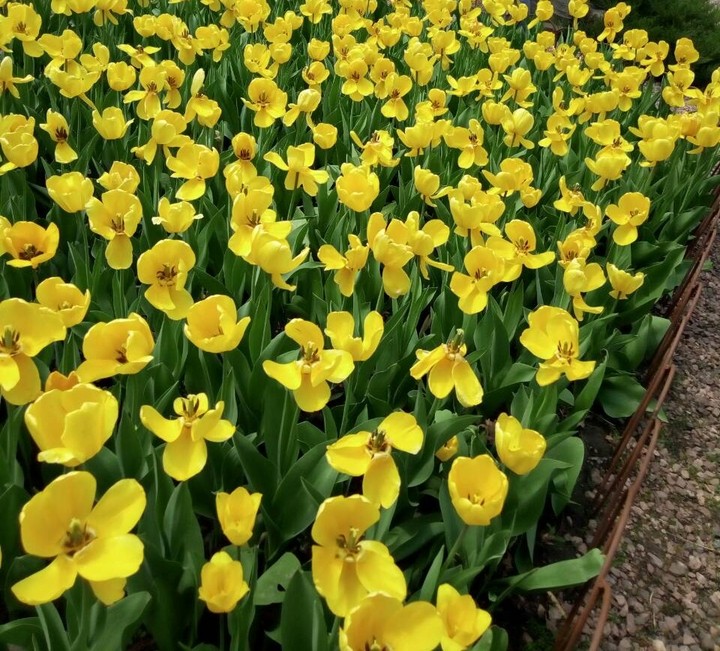 flowers sun