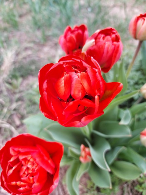tulips