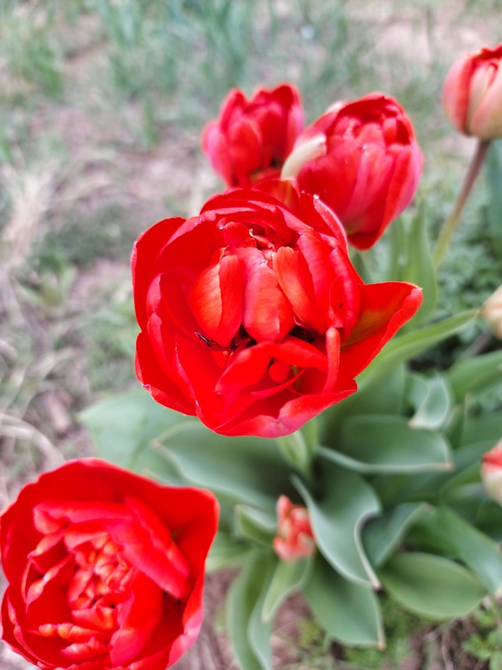 tulips
