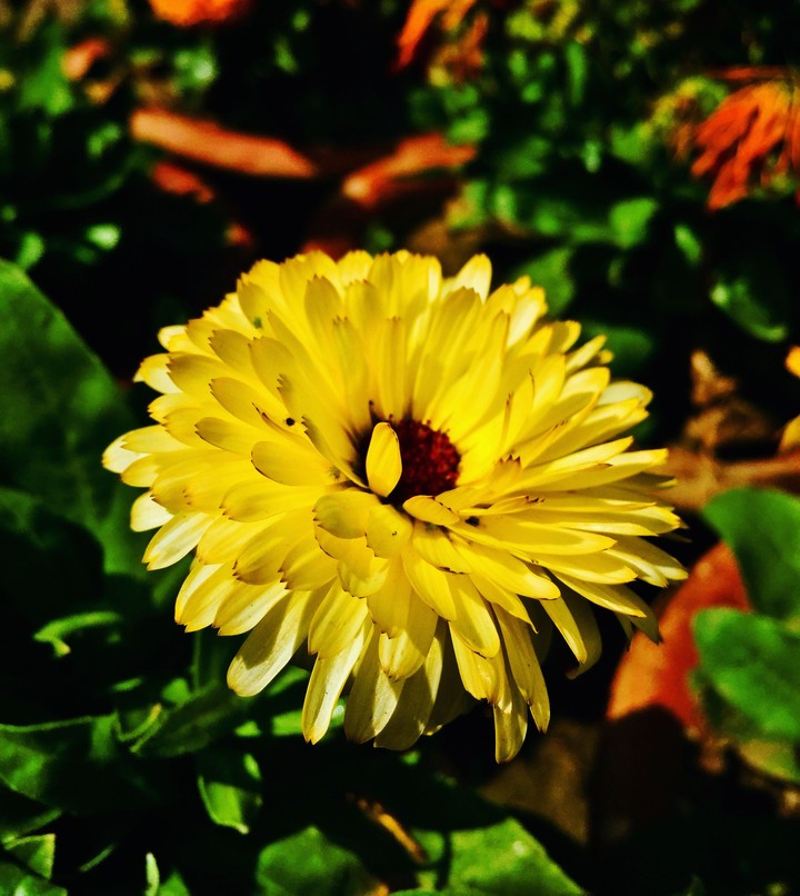 flower love