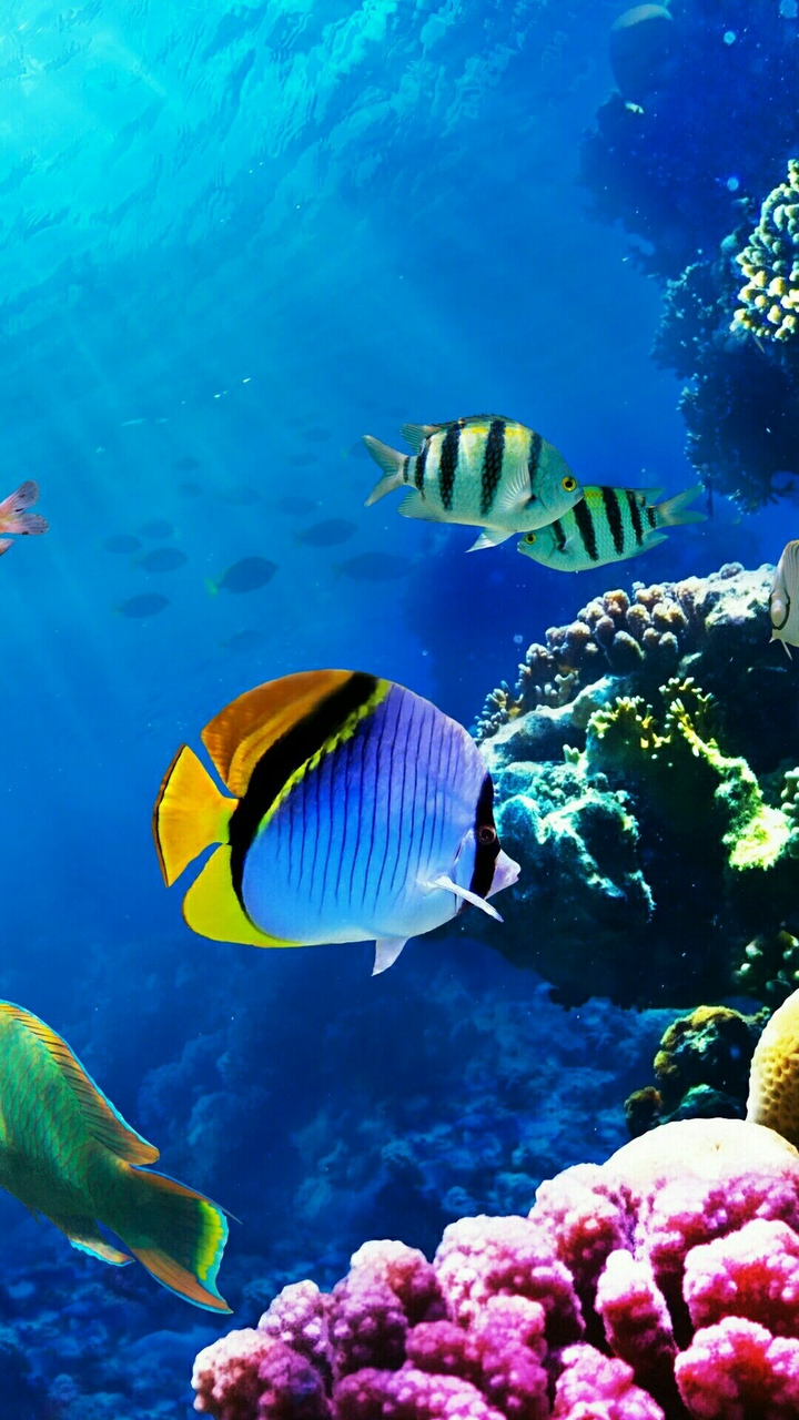 fish wallpaper