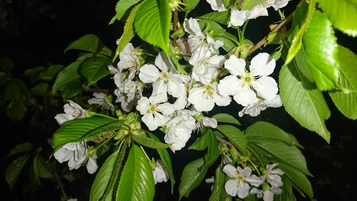 غنچه _ ۱