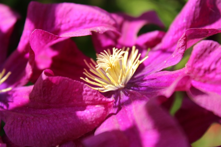 macro flower