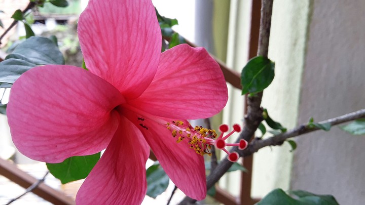 Red Flower