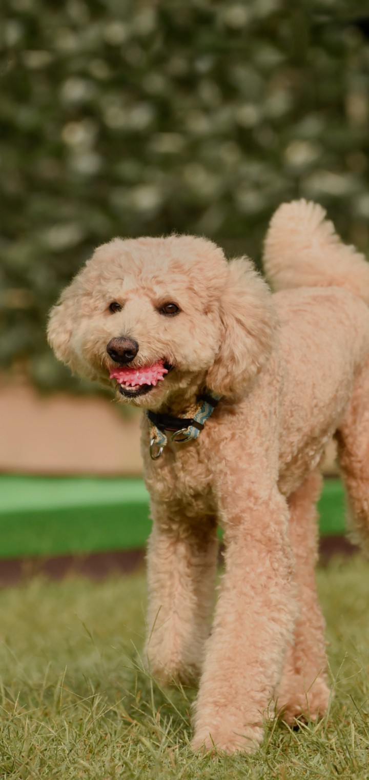 Dog
