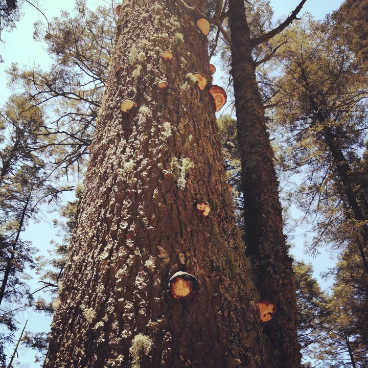 árbol
