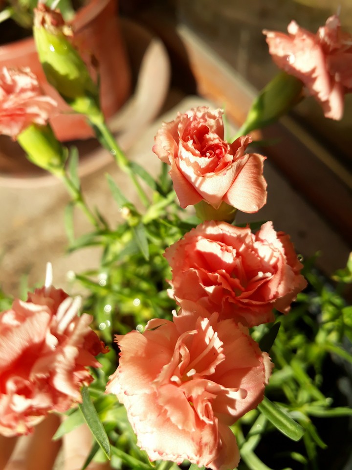 my flowers