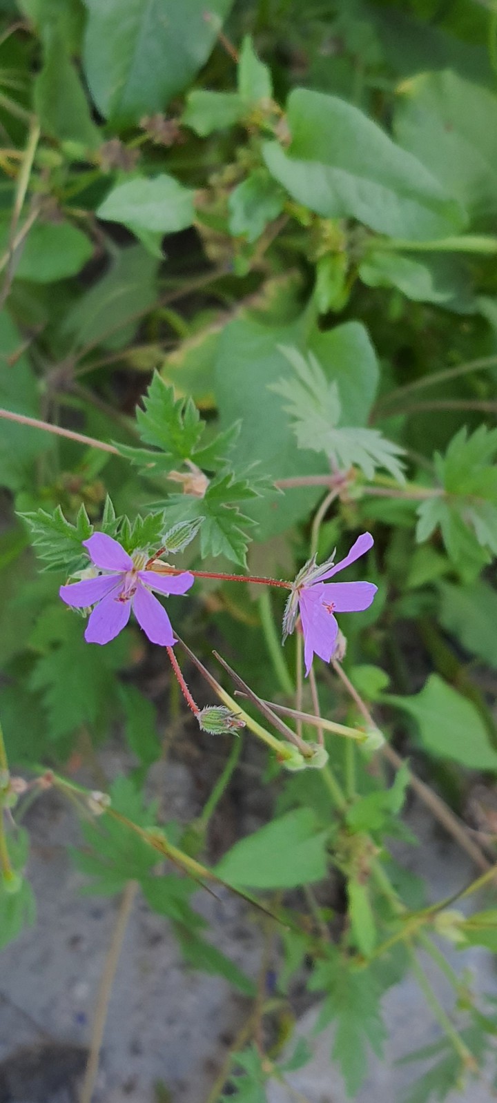 Violet Rose