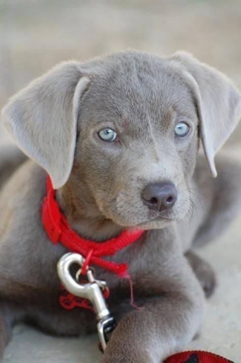 Labrador