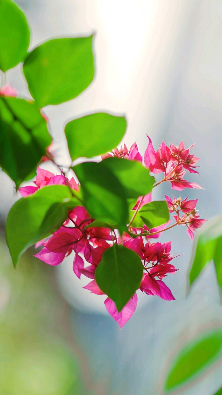 Leaves