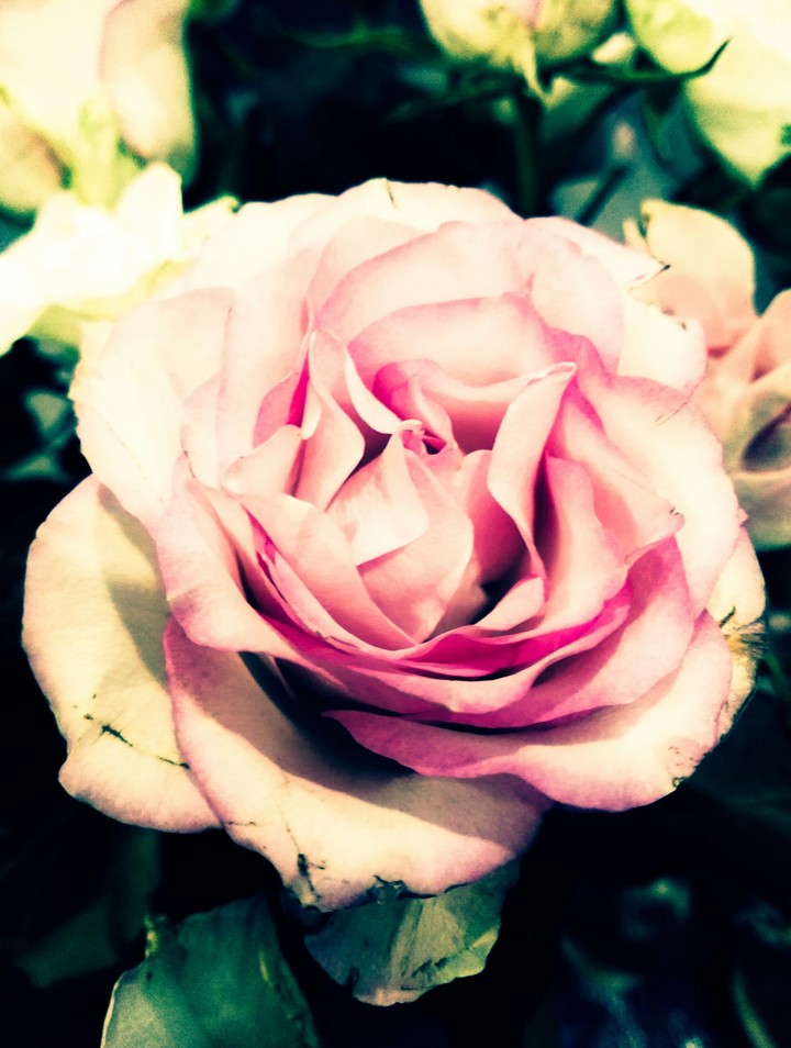 Pinky pink