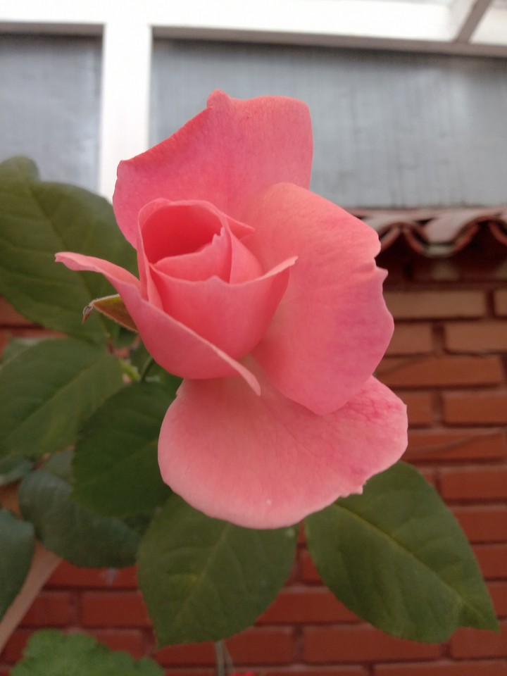 Rosa rosada