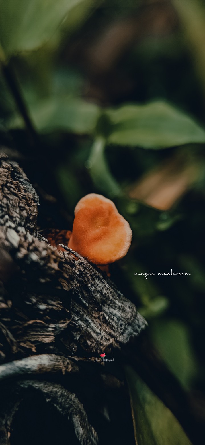 Magic Mushroom