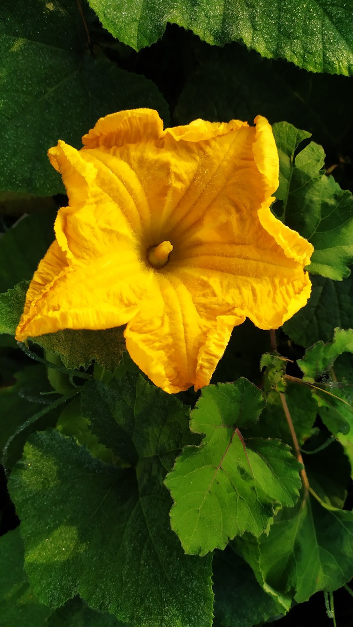 Plamking Flower