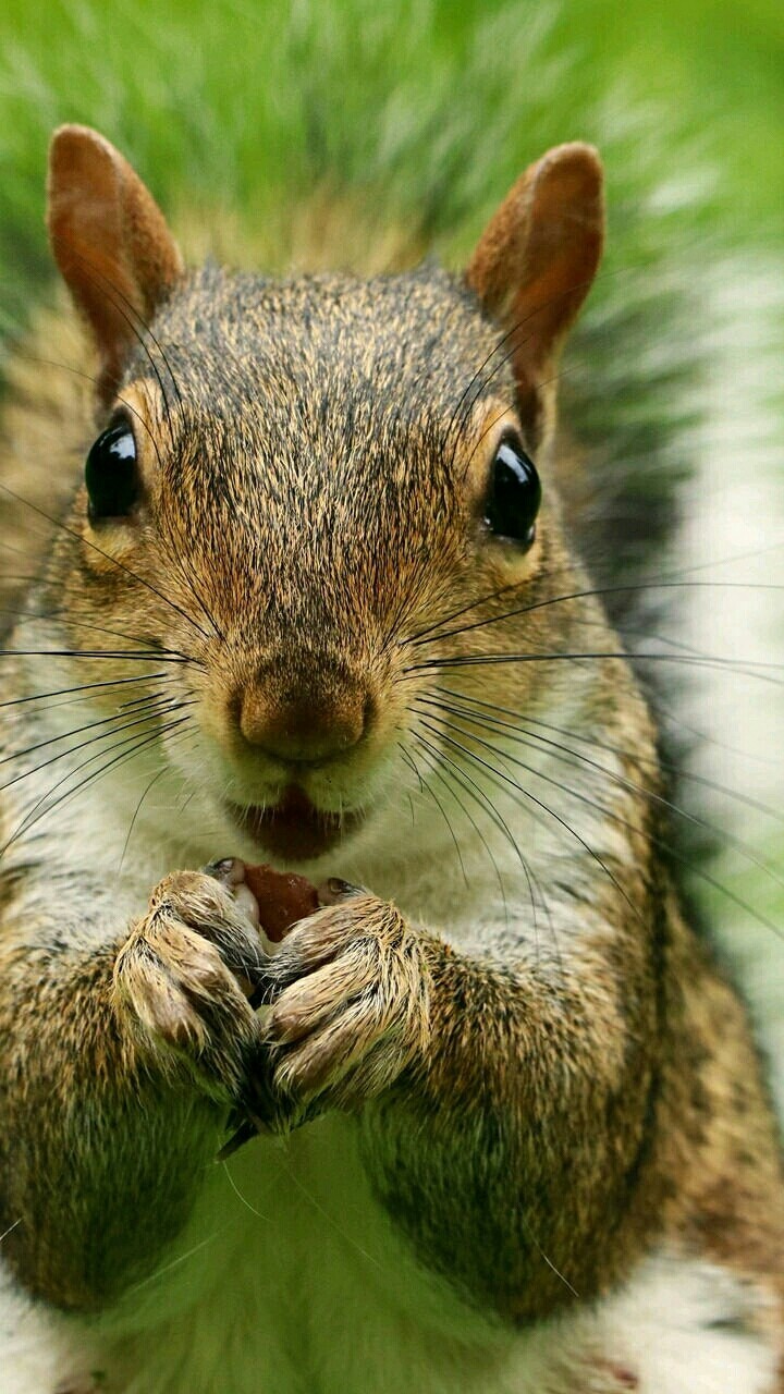 Cute Squirrel