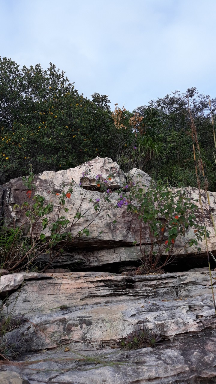 Natureza