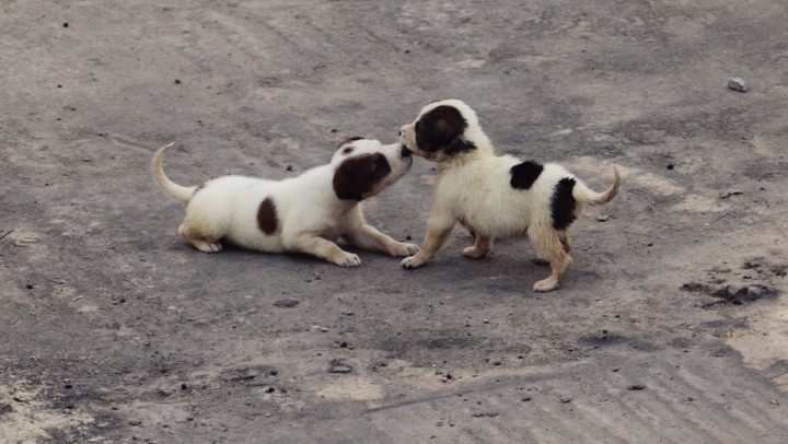 puppies