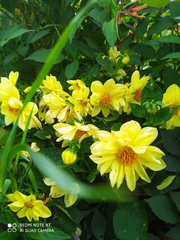Yellow ?