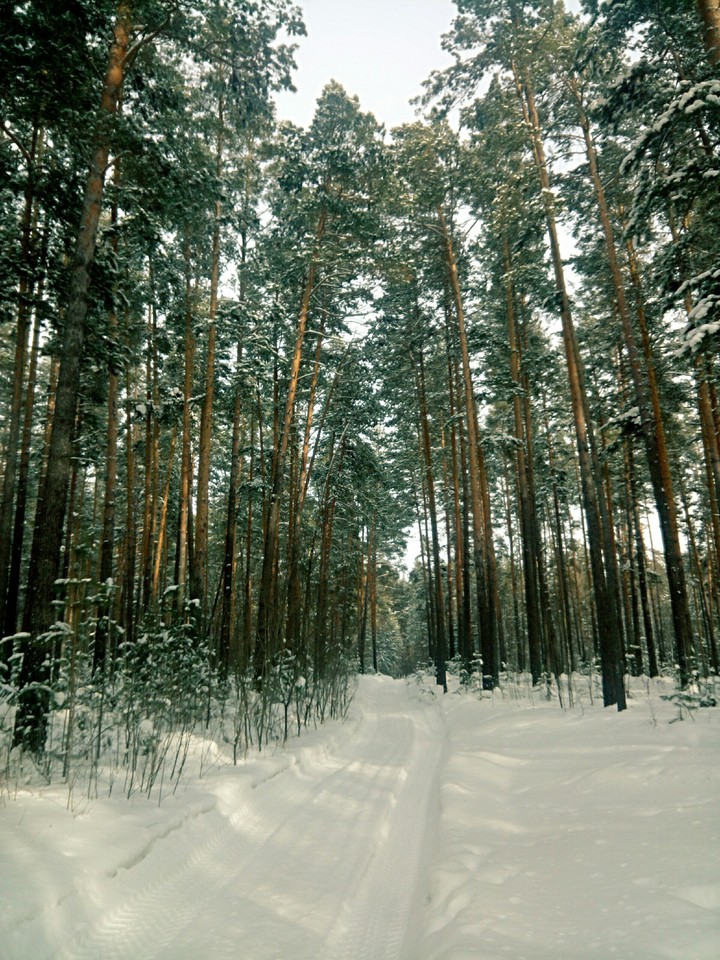 winter forest