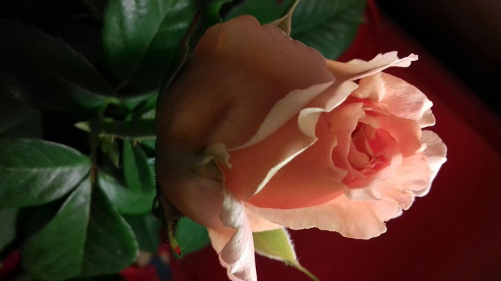 rose