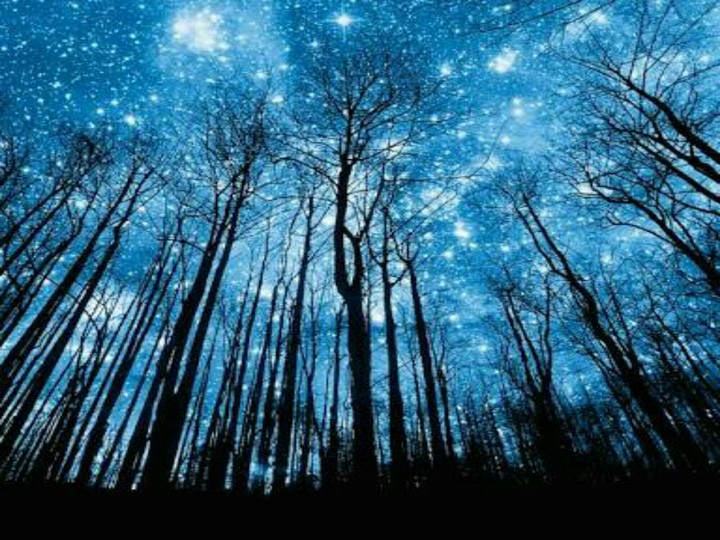 Stars in a Forest
