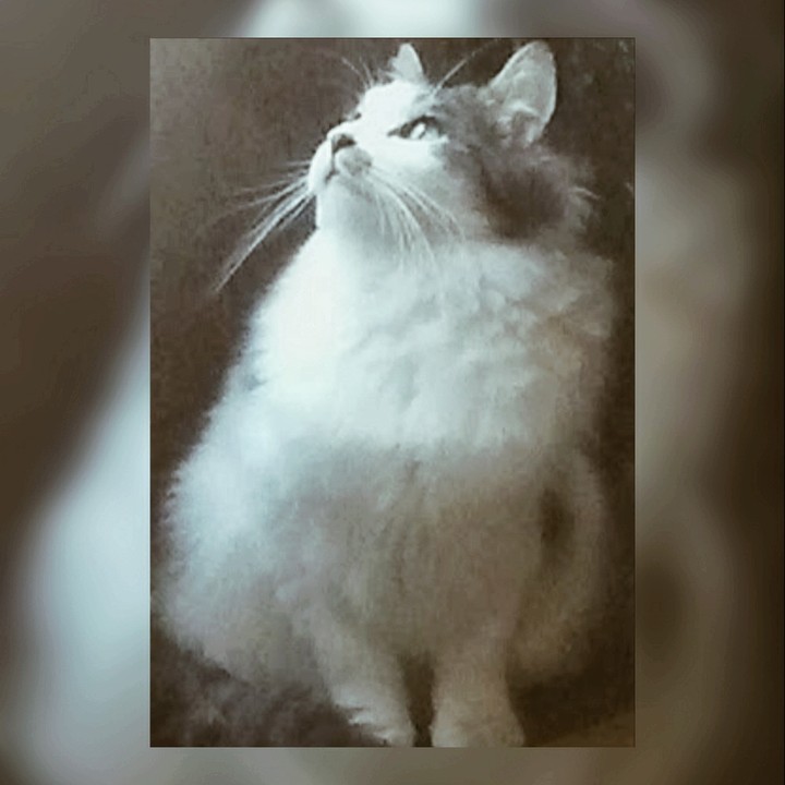 Kitty