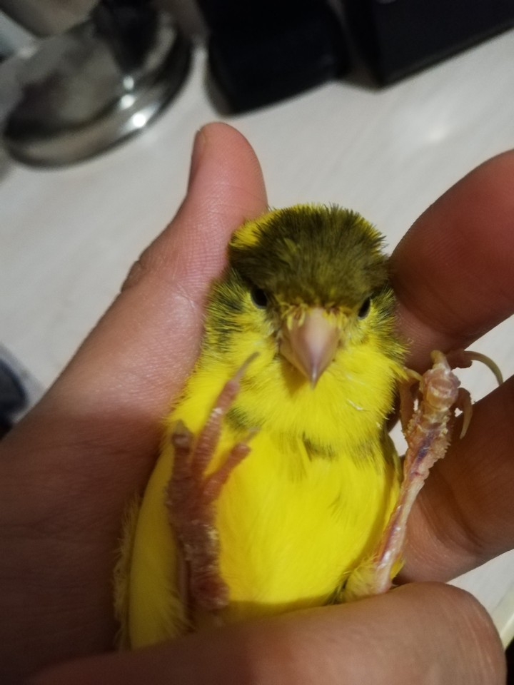 канарейка