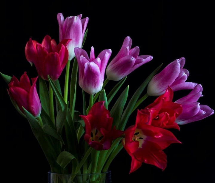 tulips