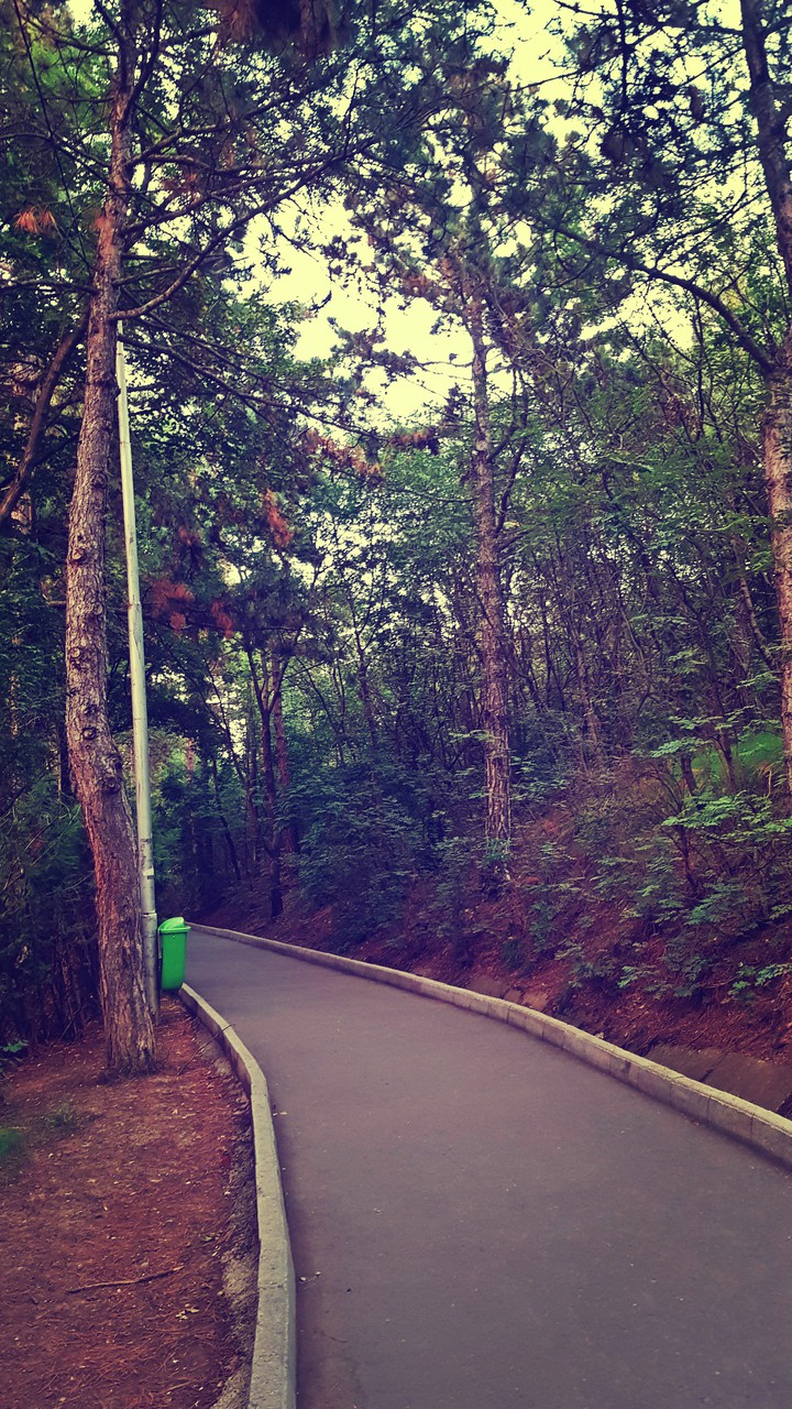 A forest road