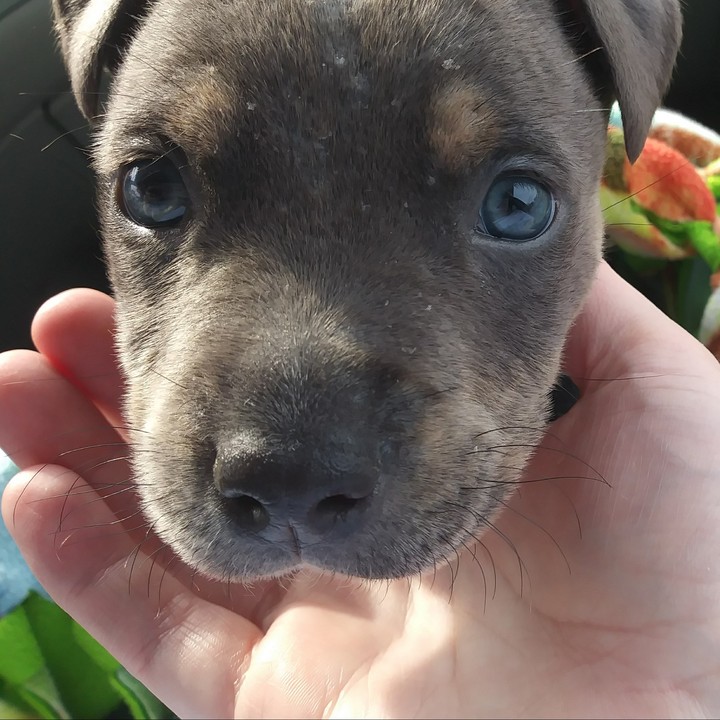 My Boy Raider