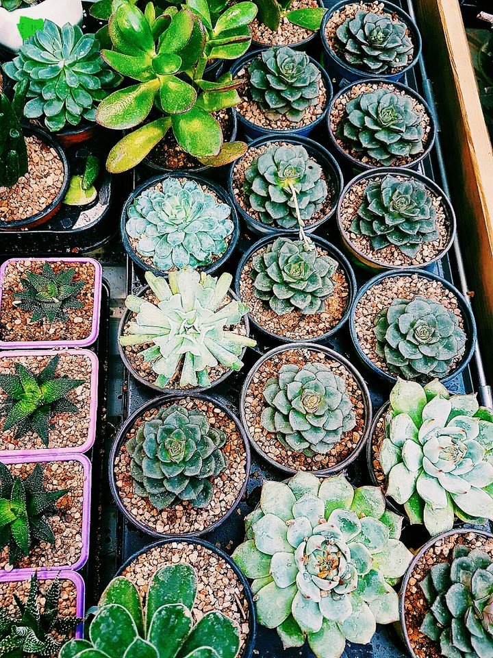plant 