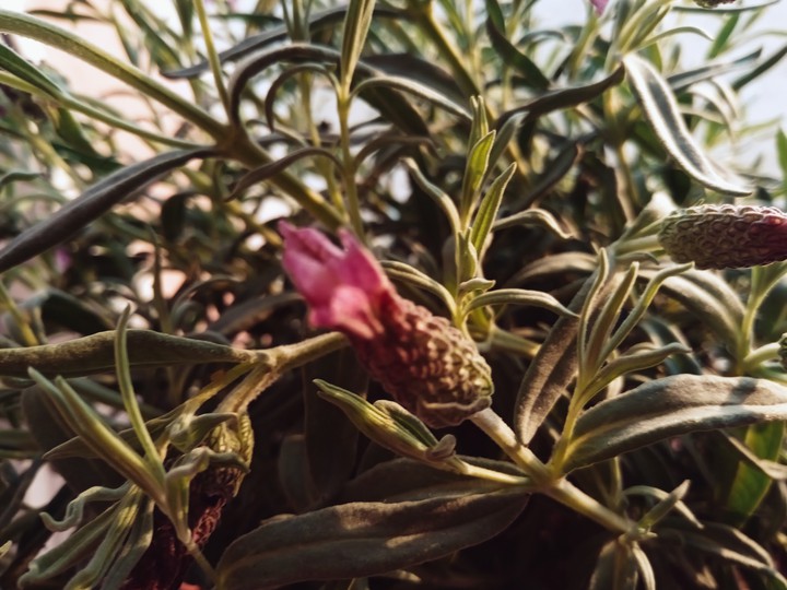 grevillea