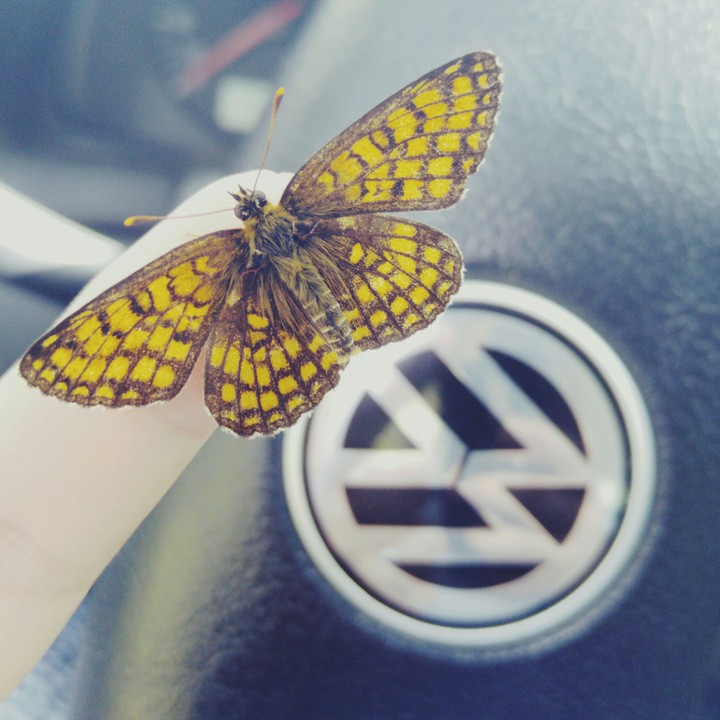 butterfly