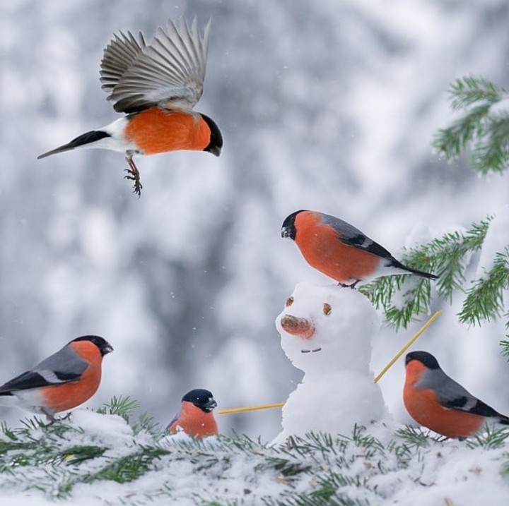 snowman & bullfinch
