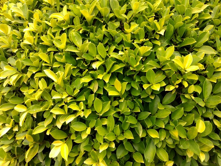 leaves