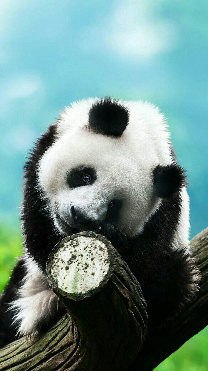 Panda bear