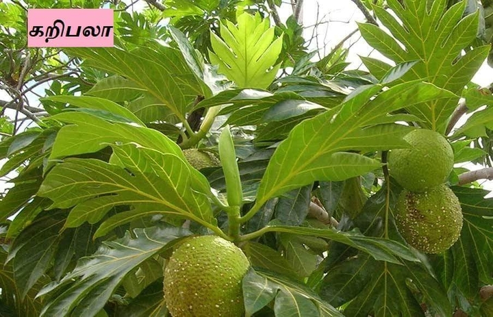 கரிபால மரம்