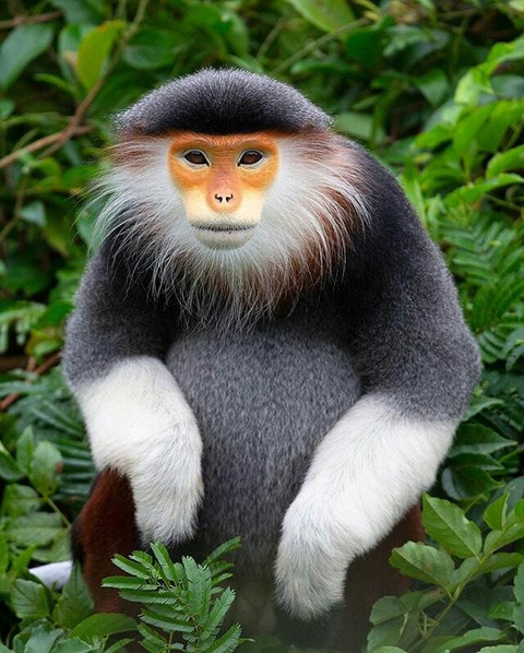 macaque, langur Hintergrundbilder
