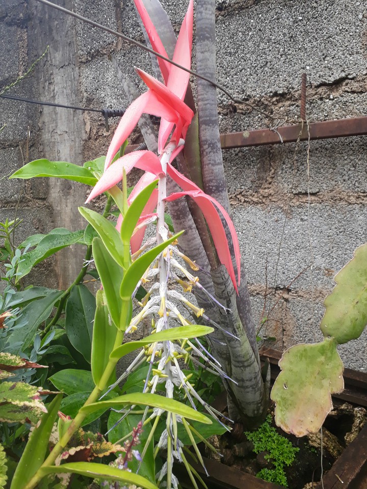 plantas