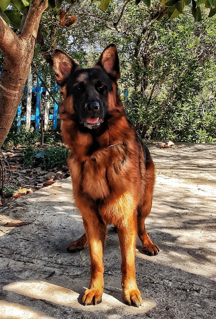 dog germain shepherd