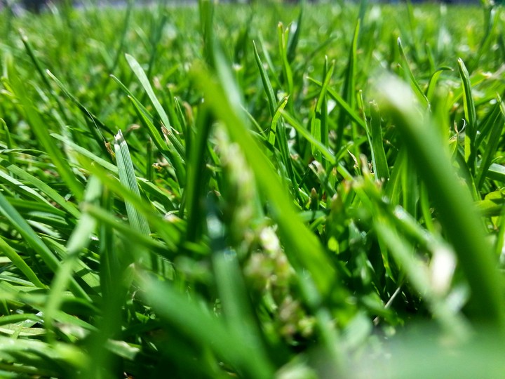 Gras