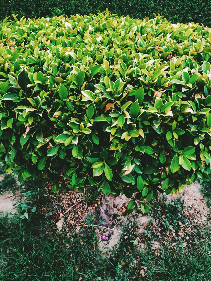 Leaves