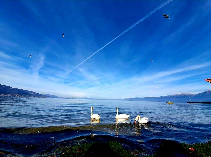 Goose to Pogradec