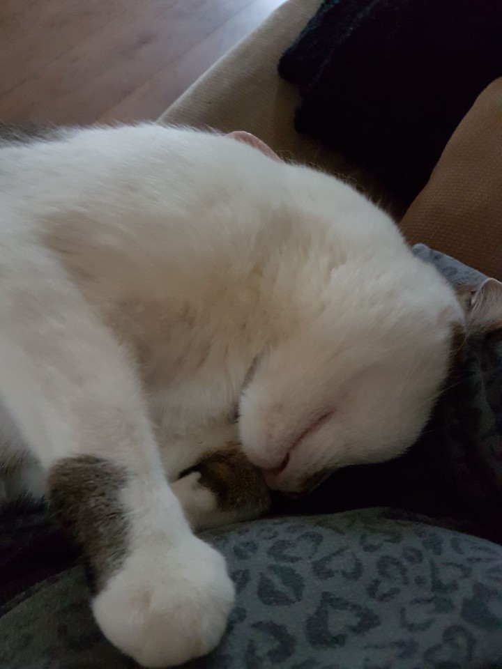 Lazy Stinky Winky