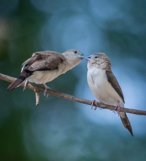 Couple