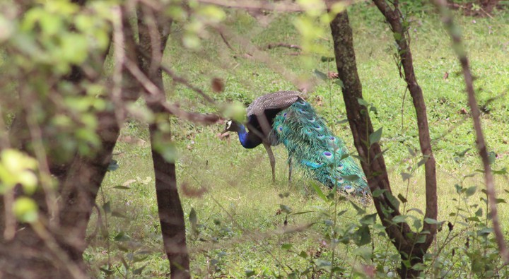 peacock