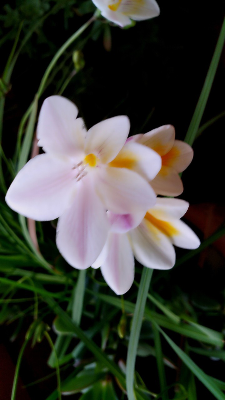 White palmiras