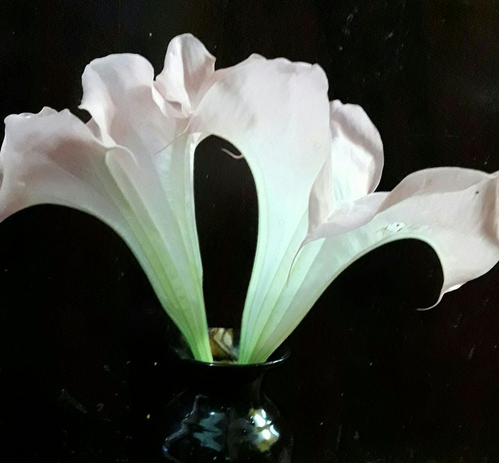 angel's trumpet