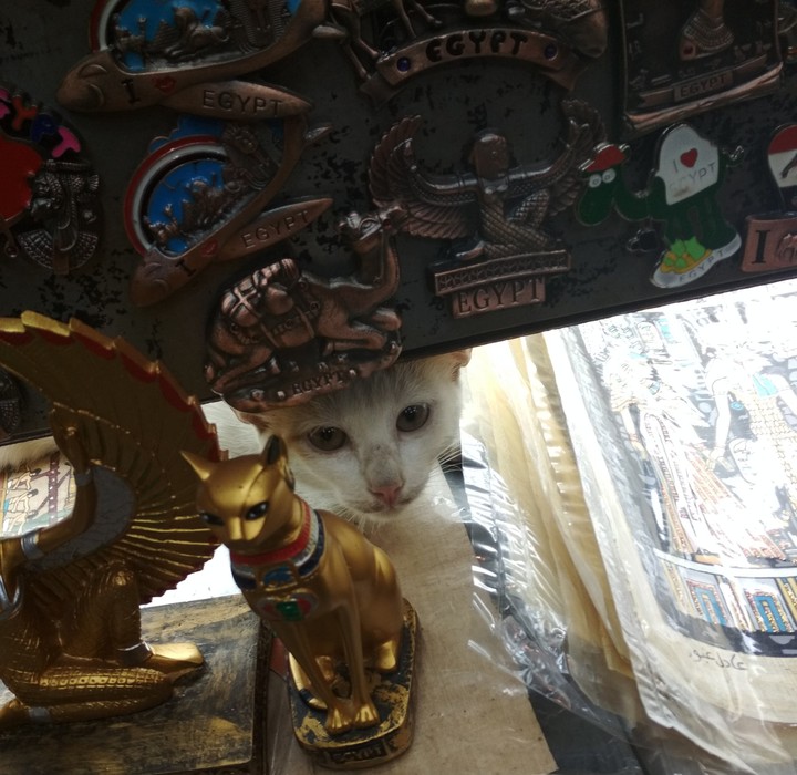 Souvenirs and a Cat