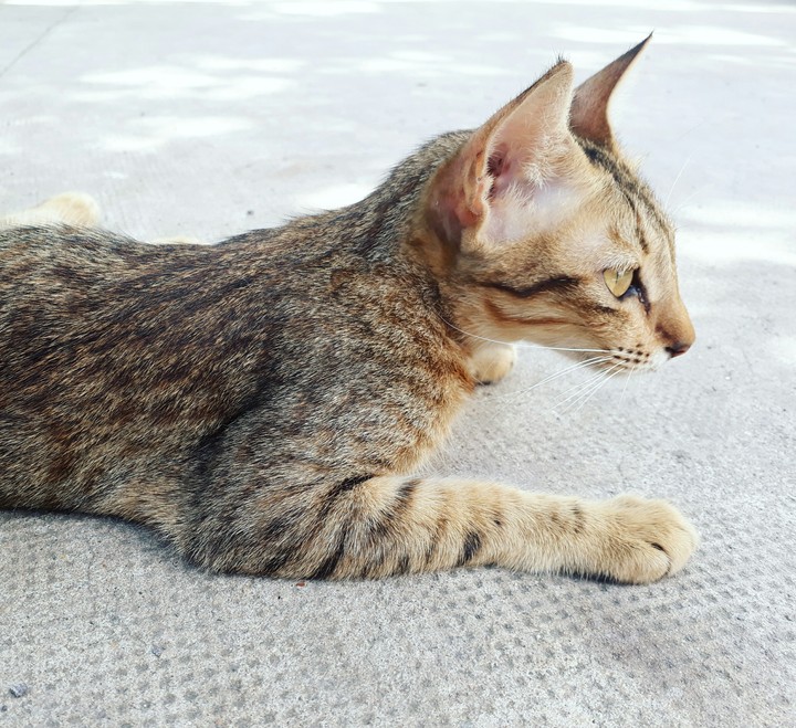 Cat
